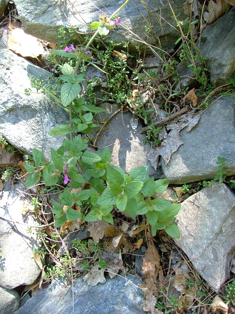 Clinopodium vulgare